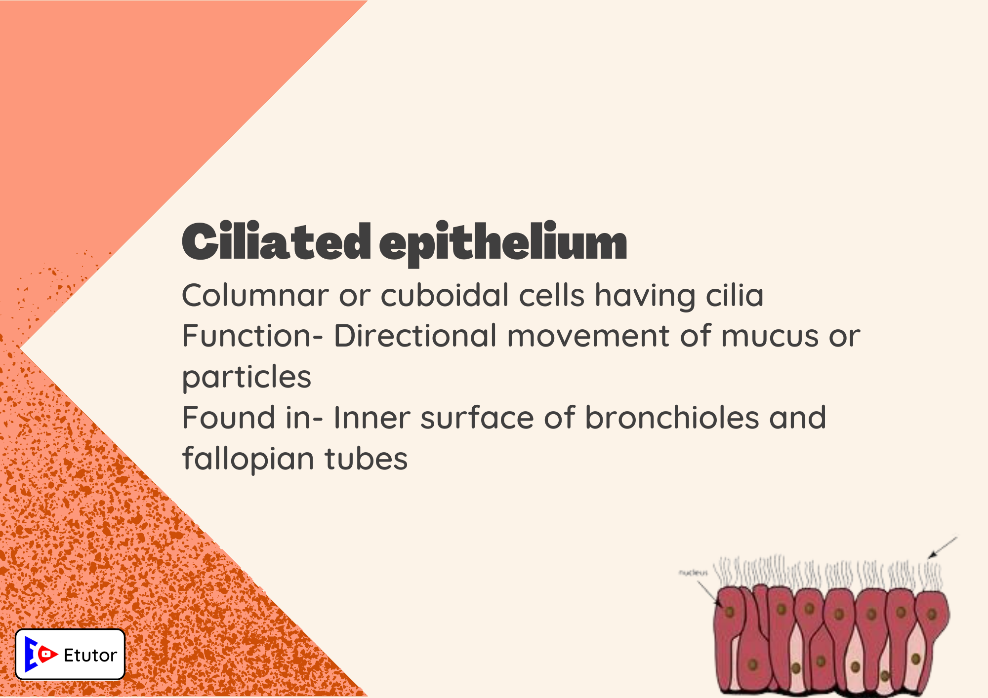 ciliated epithelium