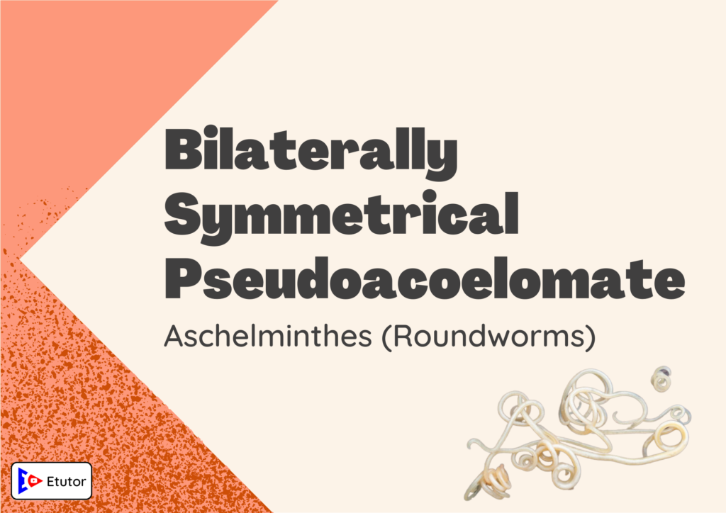 bilaterally symmetrical pseudoacolomate 