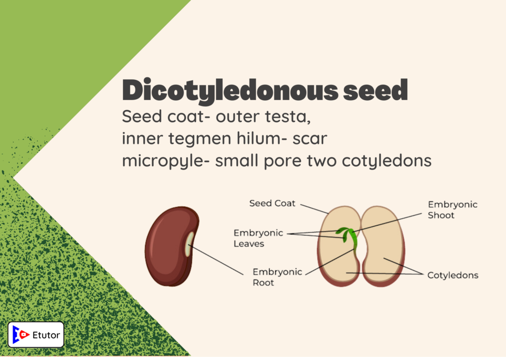 Dicotyledonous seeds