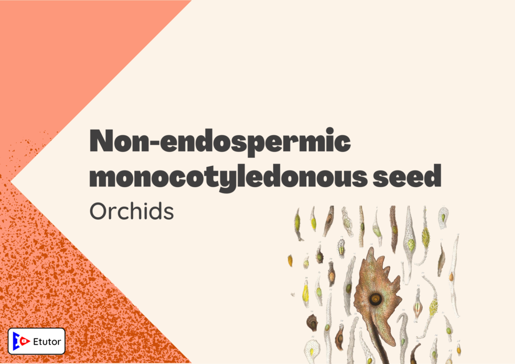 Non - endospermic monocotyledonous seeds