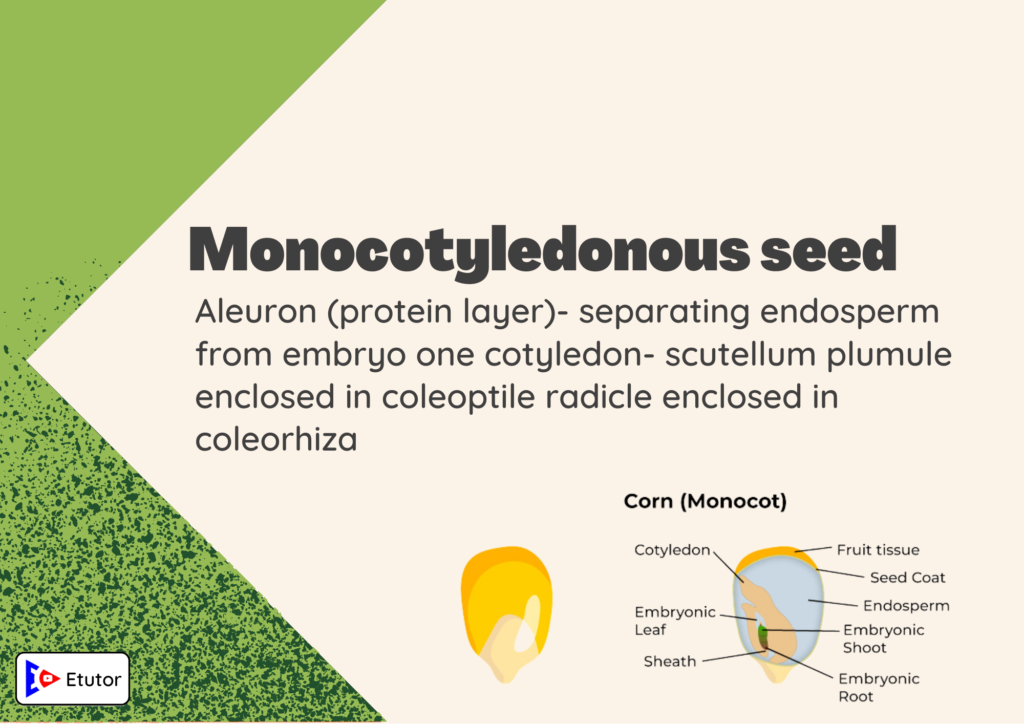 monocotyledonous seeds