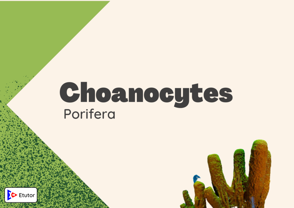 choanocytes