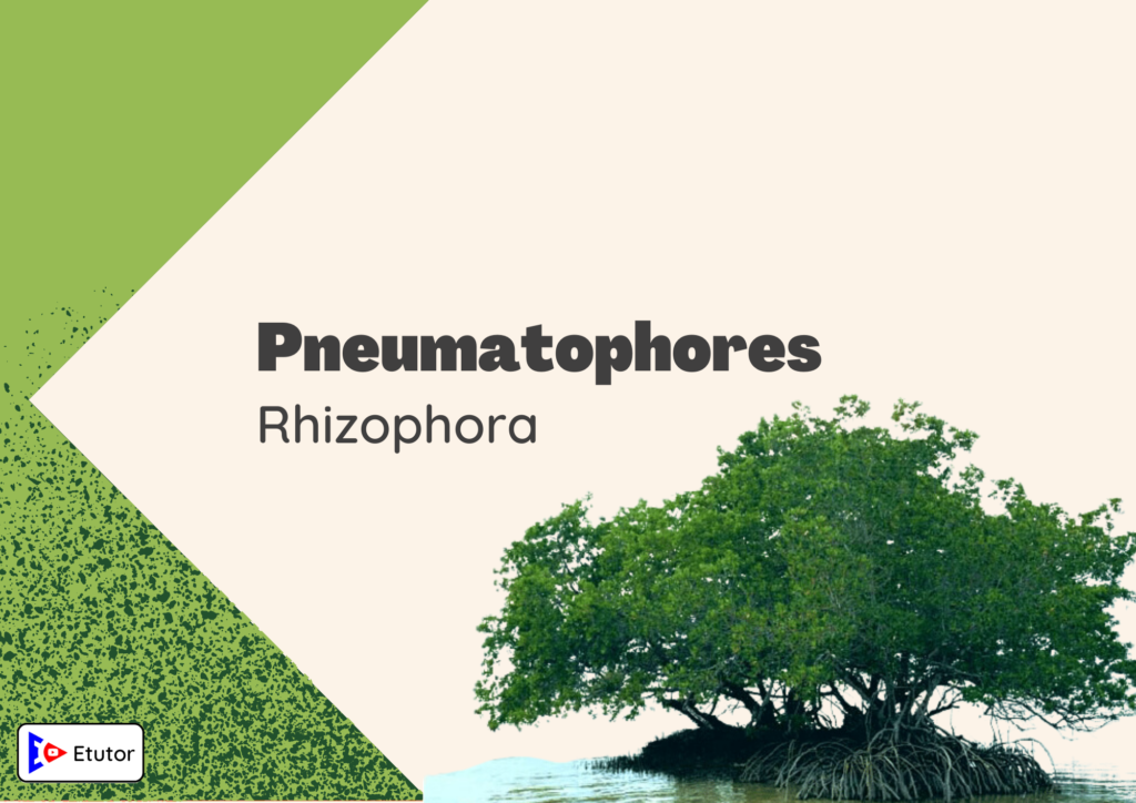 pneumatophores