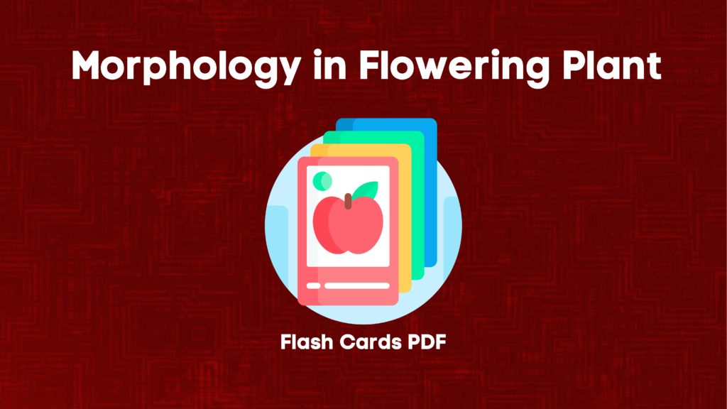 Morphology of Flowering Plants Class 11 Biology Flash Cards PDF