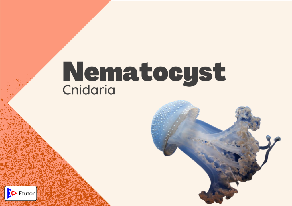 nematocyst