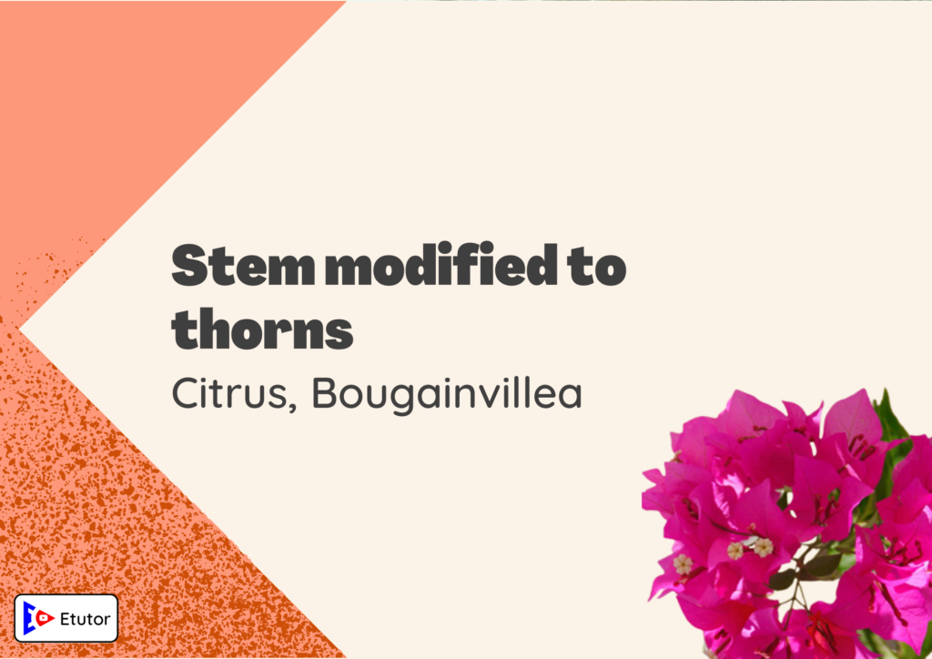 Stem modefied to thorns