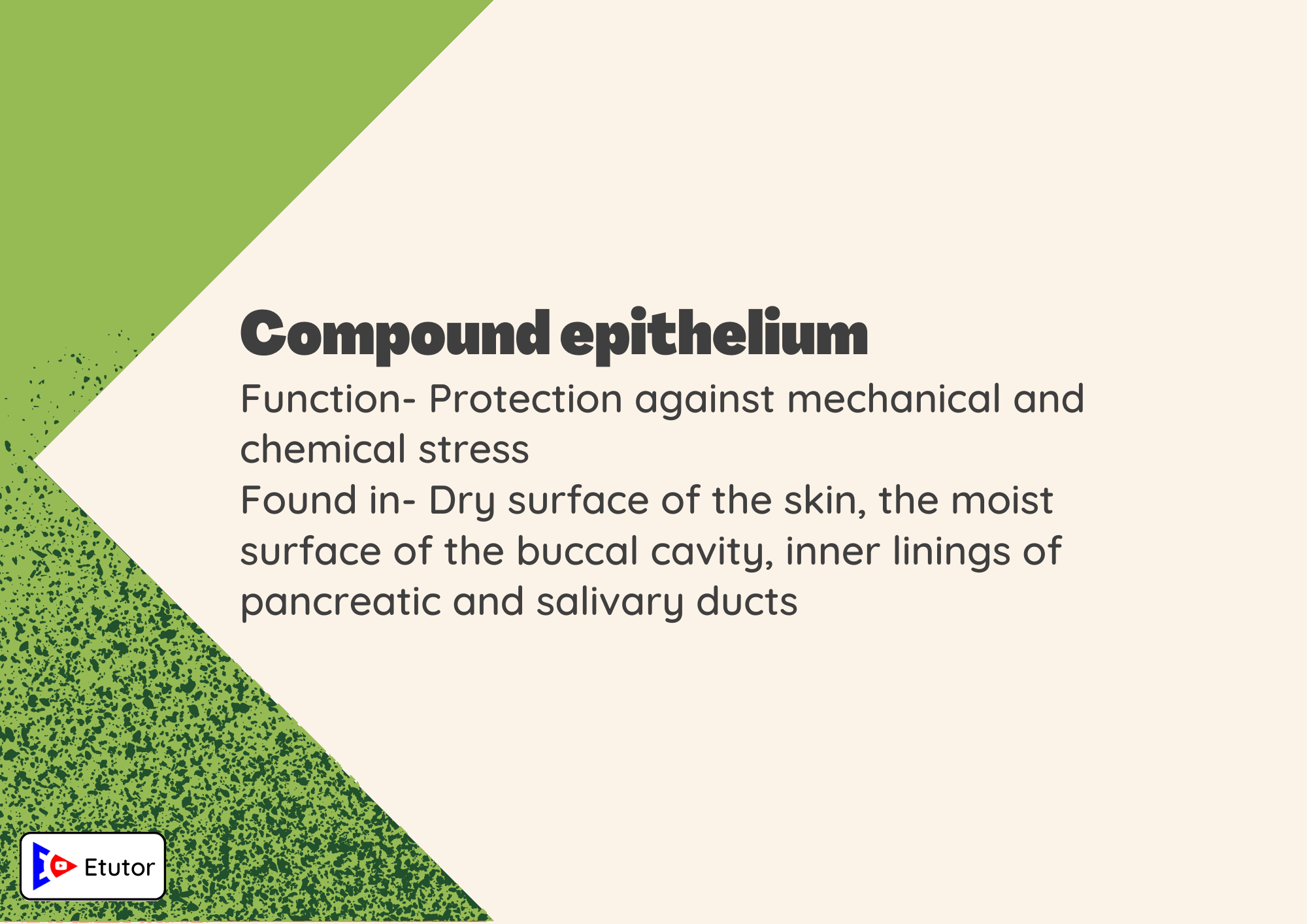 compound epithelium