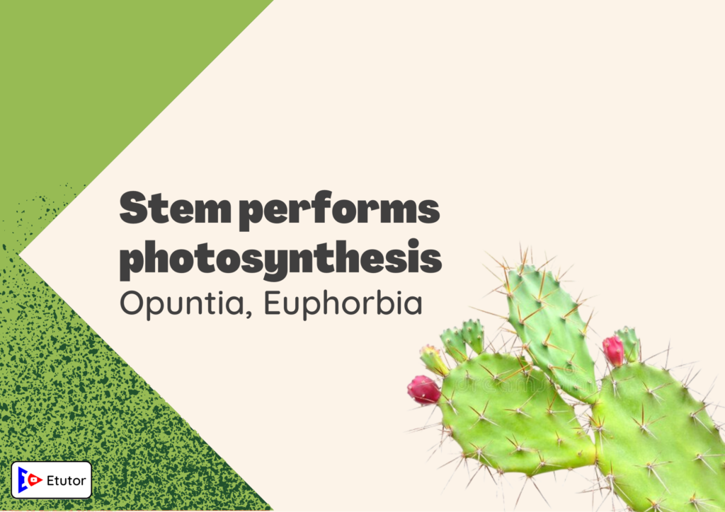 Stem performs photosynthesis 