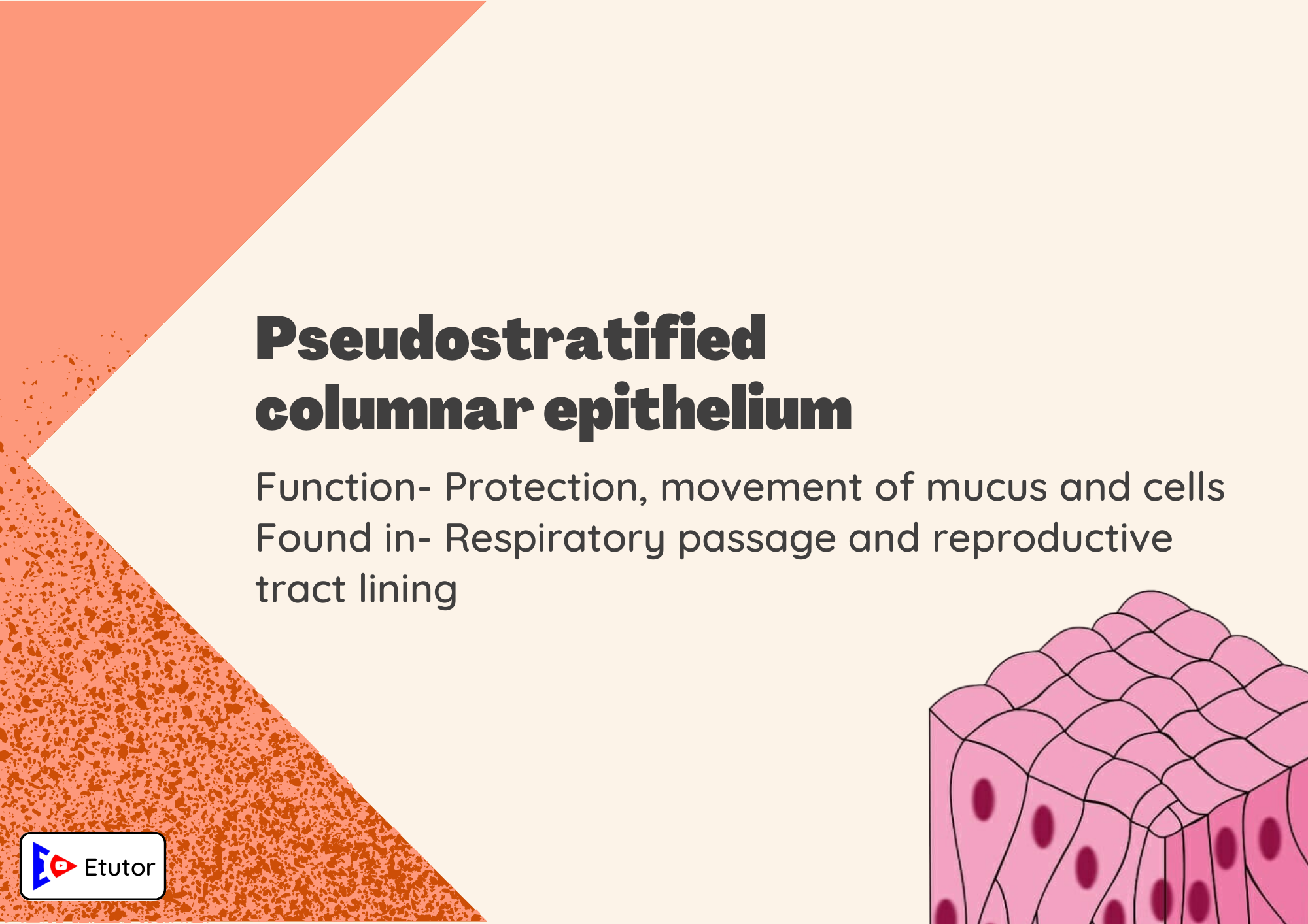 pseudostratified columnar epithelium