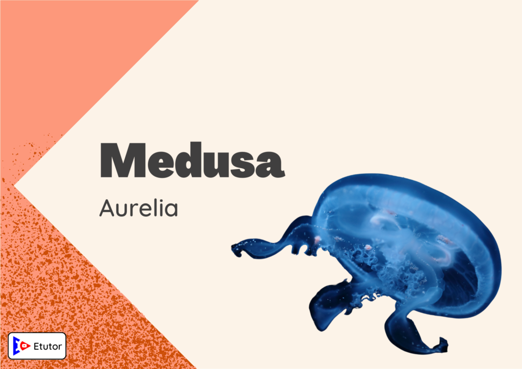 medusa