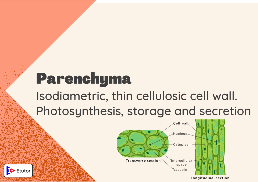 parenchyma