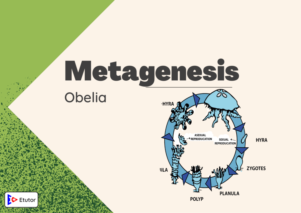 metagenesis