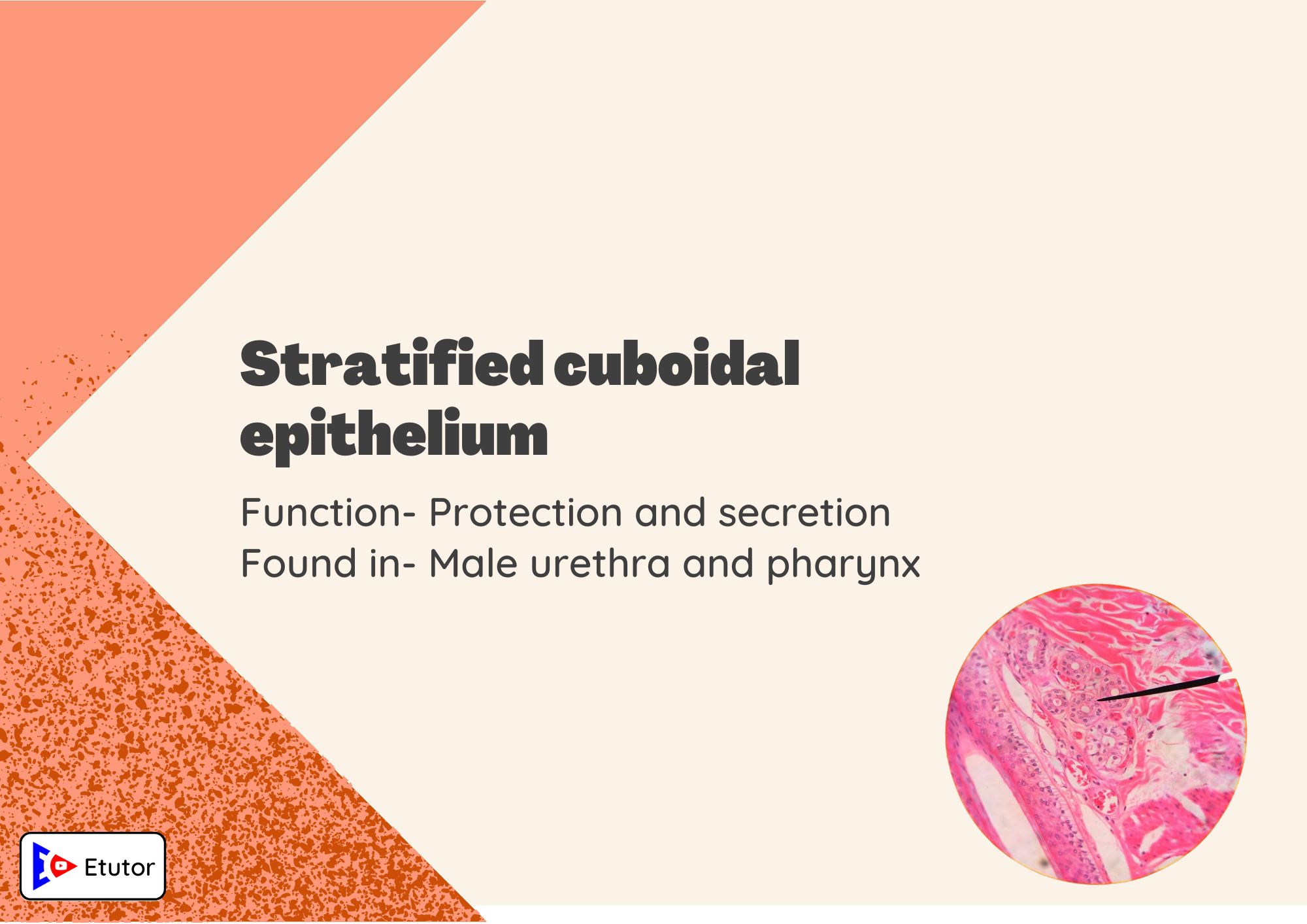 stratified cubodial epithelium