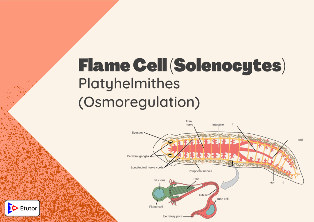 flame cell